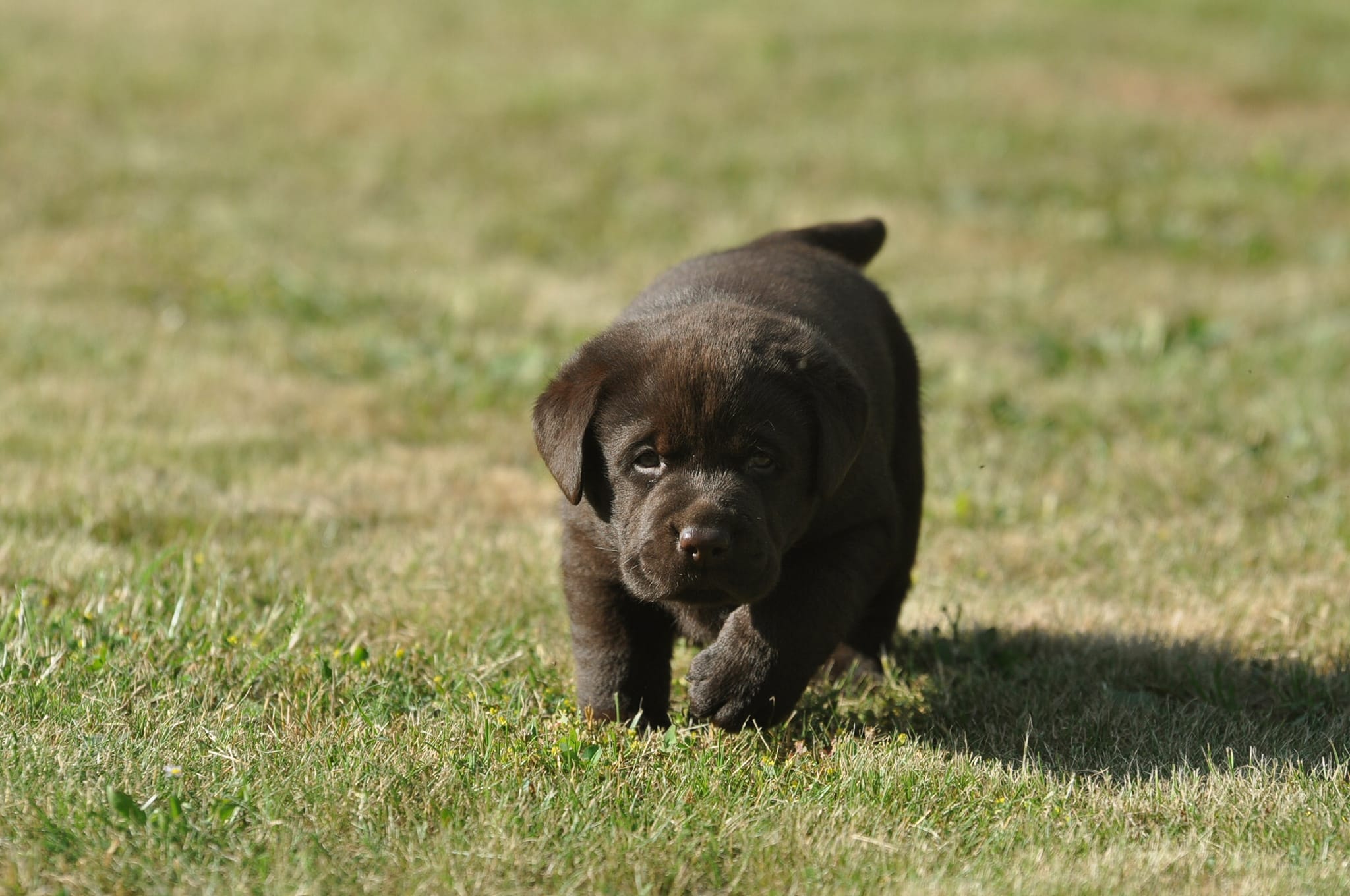 Baldo offspring — Chocolate Labrador litter