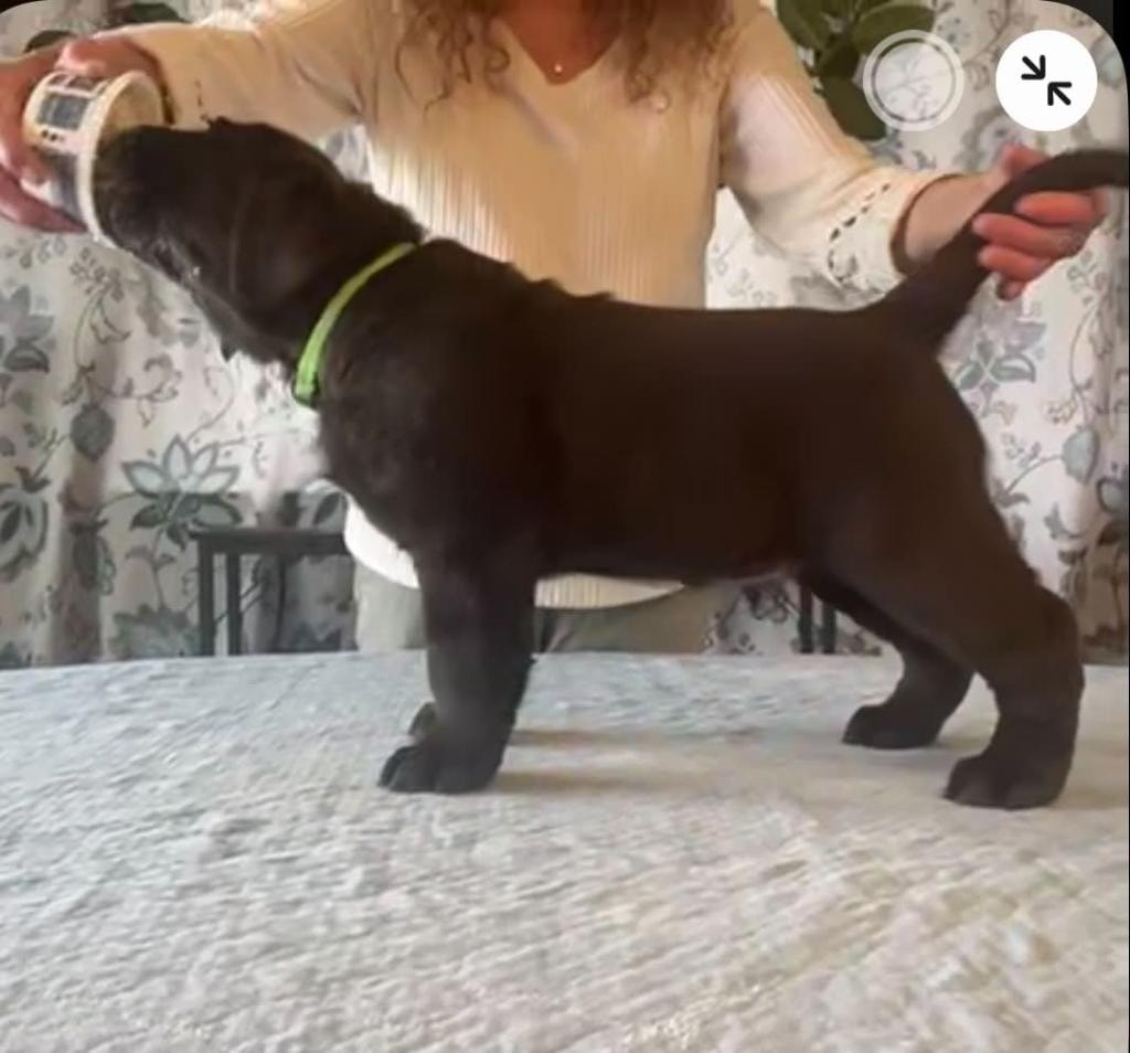 Baldo offspring — Chocolate Labrador puppy stacked