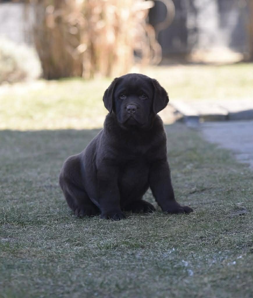 Baldo offspring — Chocolate Labrador puppy
