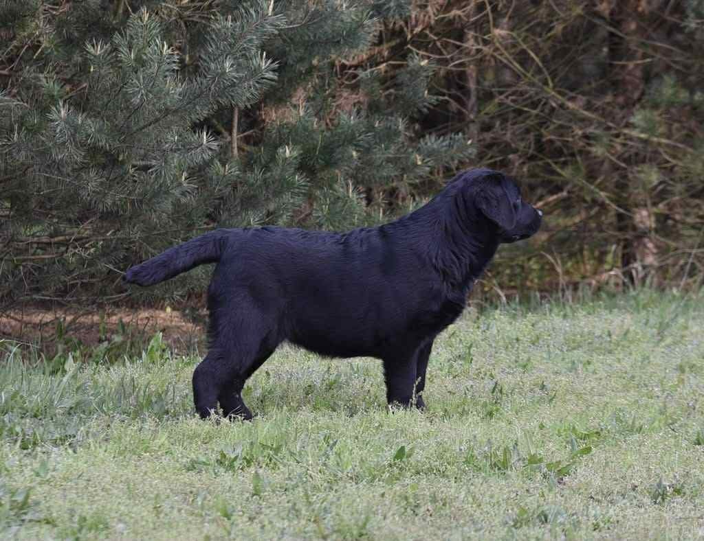 Baldo offspring — young Chocolate Labrador