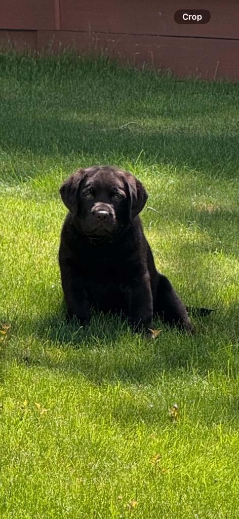 Baldo offspring — Chocolate Labrador puppy on grass