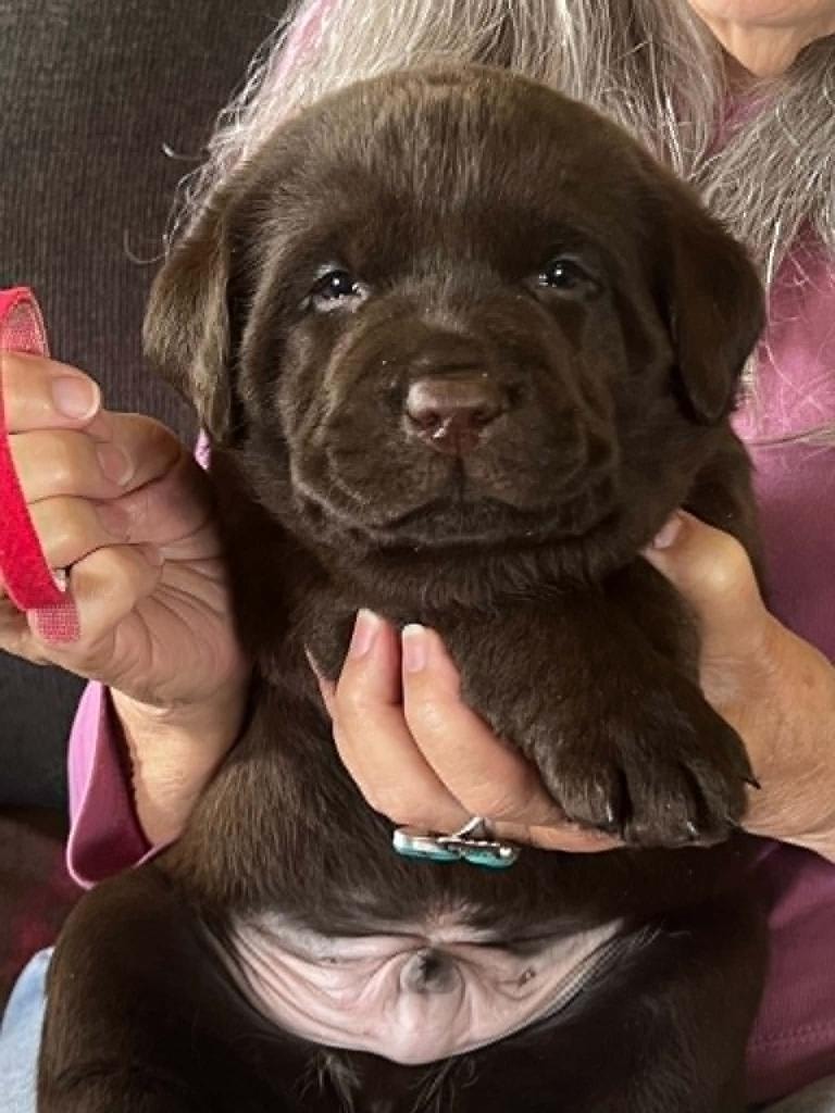 Baldo offspring — Chocolate Labrador puppy being held
