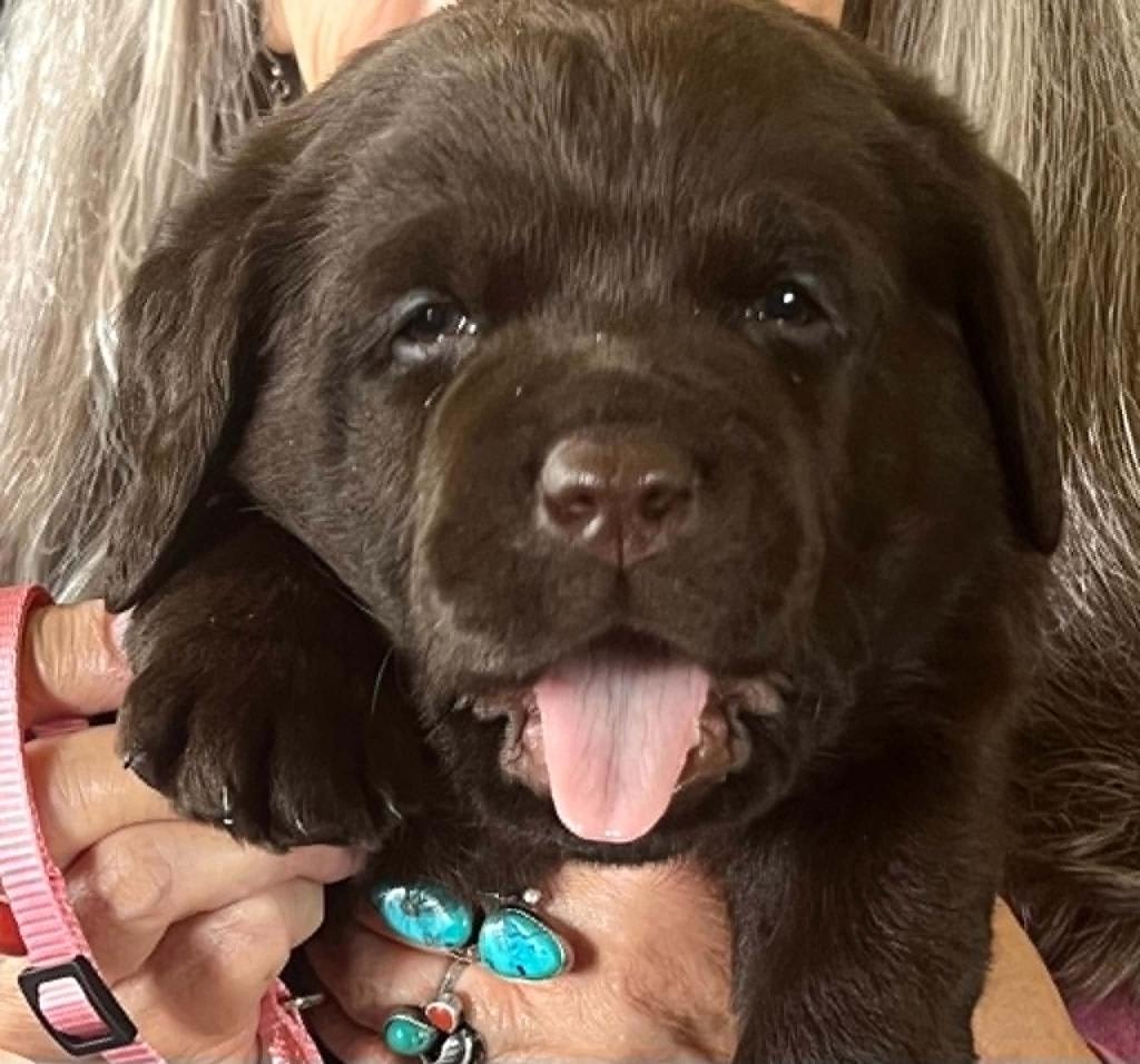 Baldo offspring — Chocolate Labrador puppy with turquoise collar