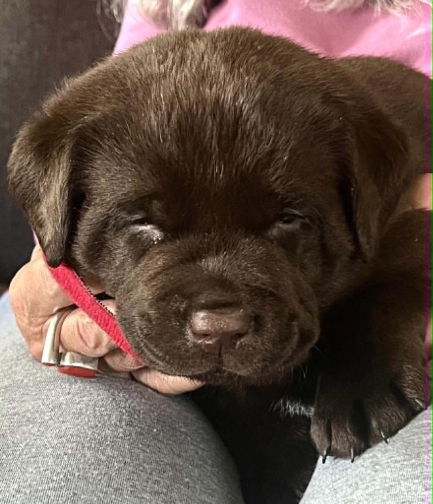 Baldo offspring — Chocolate Labrador puppy with pink collar