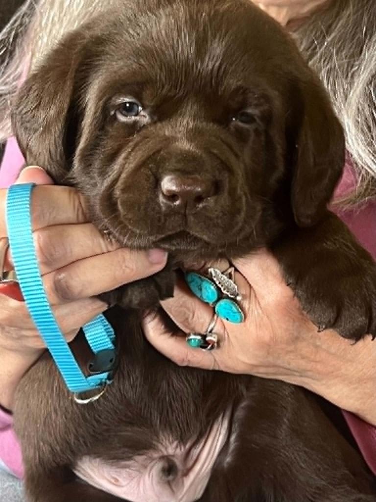 Baldo offspring — Chocolate Labrador puppy portrait