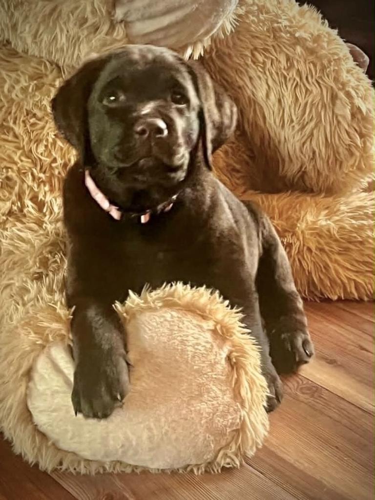 Baldo offspring — Chocolate Labrador puppy on dog bed