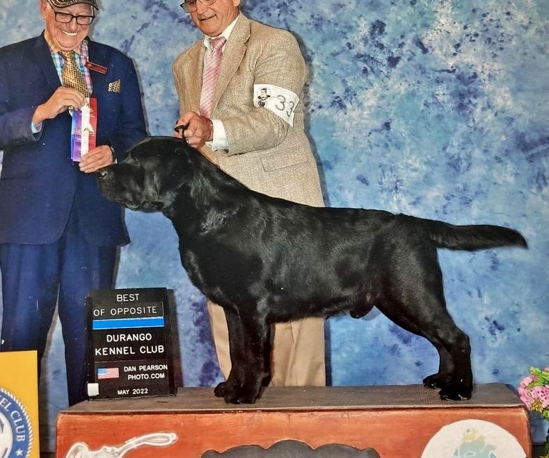 Bollé — Black Labrador Retriever champion