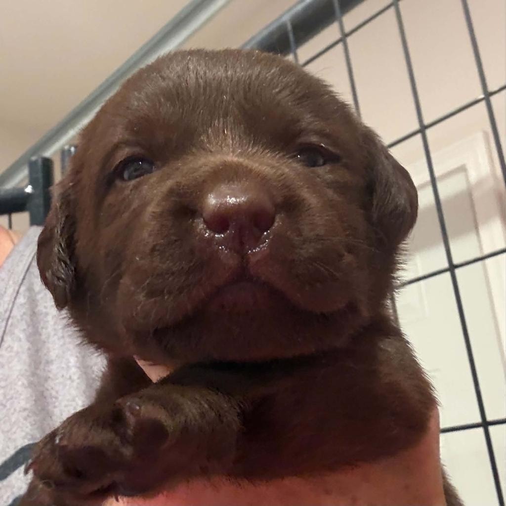 Bolle puppy chocolate newborn