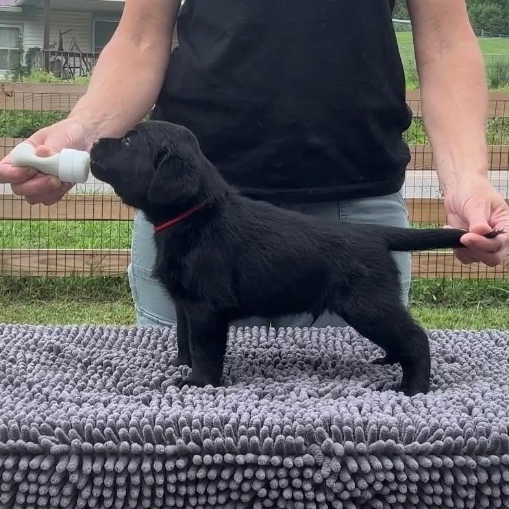 Bolle puppy black show stack