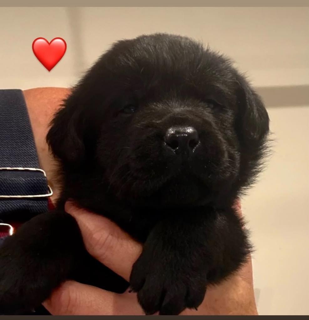 Bolle puppy black held