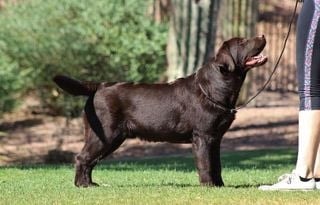Crush — CH QuailChase Warm & Fuzzy, Chocolate Labrador Retriever