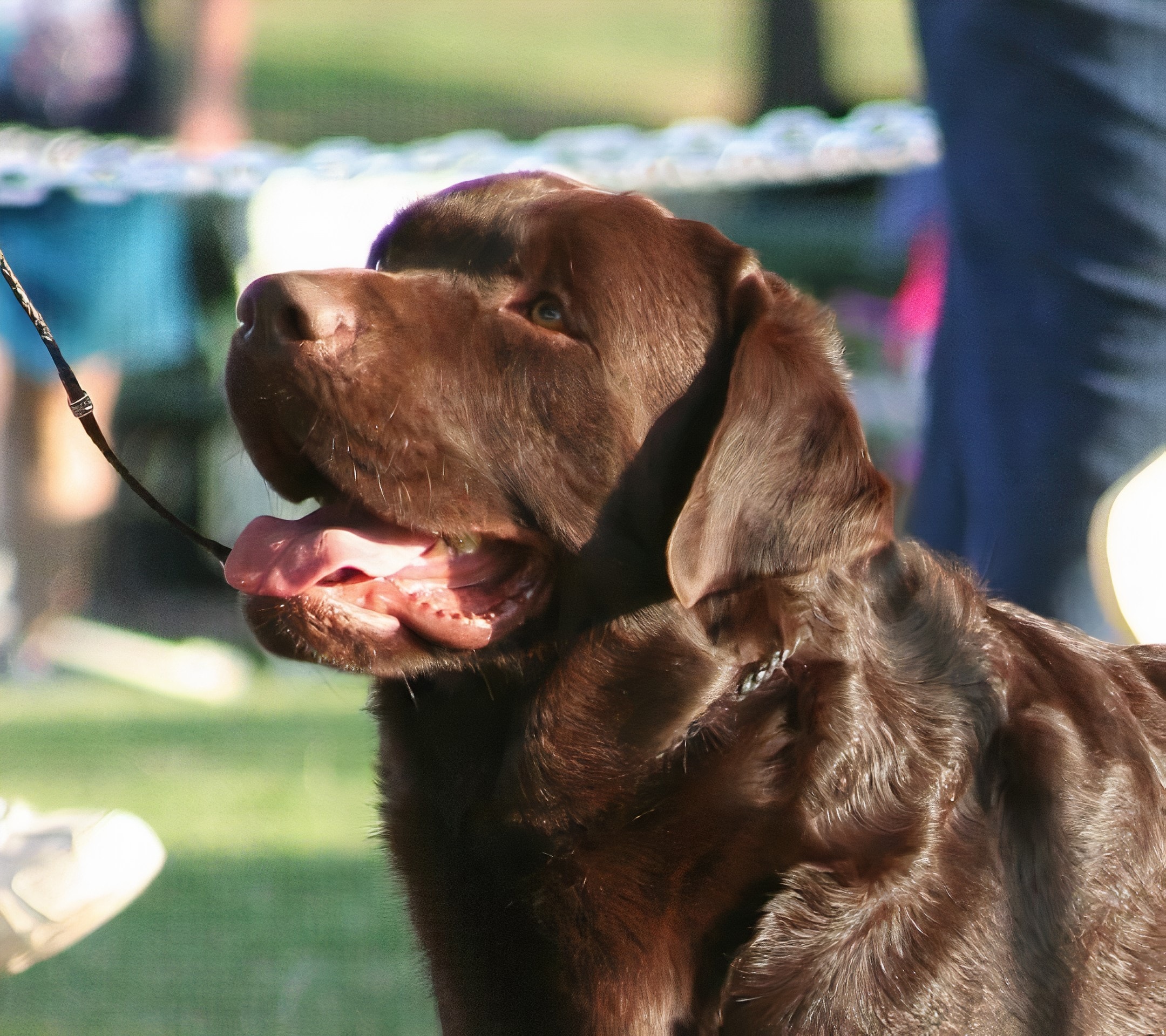 Joey — In Memory