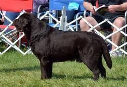 Joey champion offspring 1
