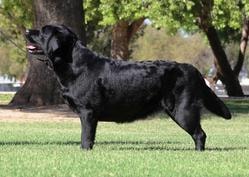 Joey champion offspring 4
