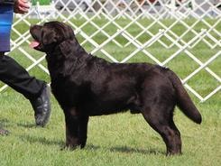 Jolly champion offspring 2