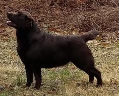 Jolly champion offspring 7