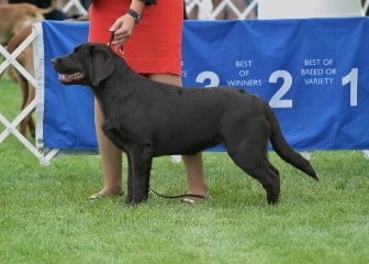 Lussi — Chocolate Labrador Retriever female