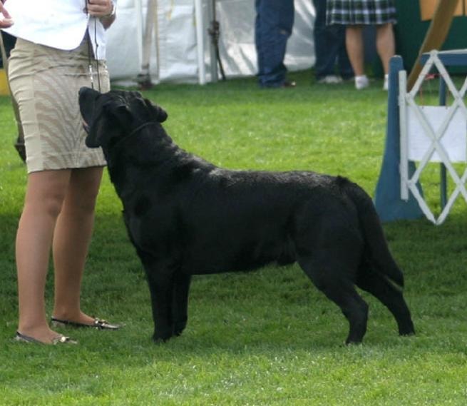 Major — BISS GCHS CH Quail Chase Chardon G.I. Joe CGC, Silver Grand Champion Chocolate Labrador Retriever