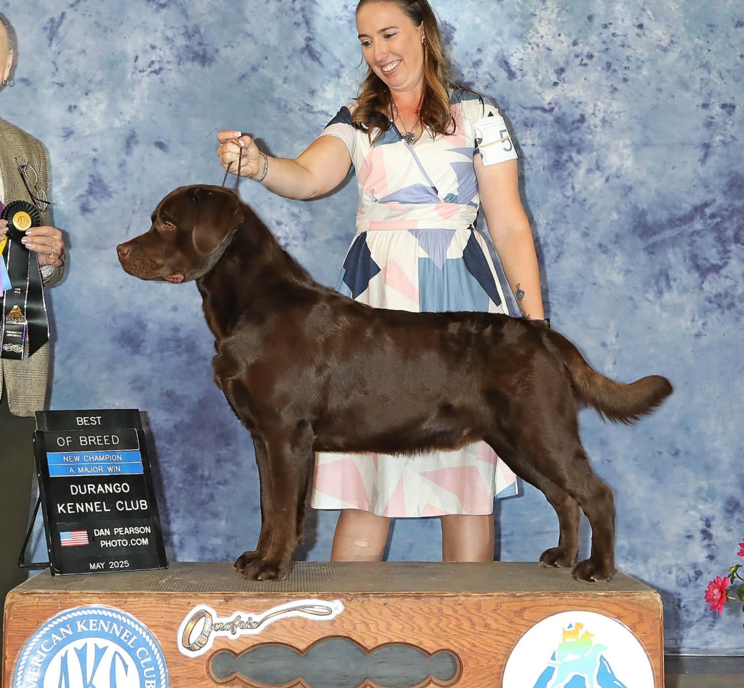 Rebel — Chocolate Labrador Retriever champion