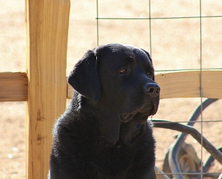 Rocco — Quail Chase Sirocco CGC (Deceased)