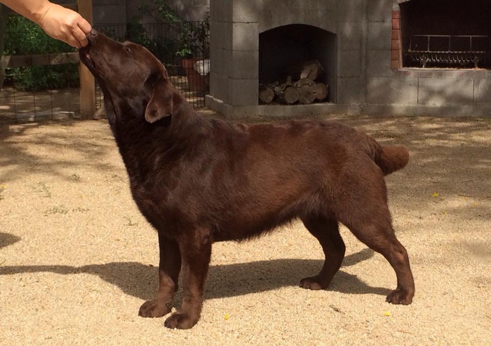 Sammy — In Memory