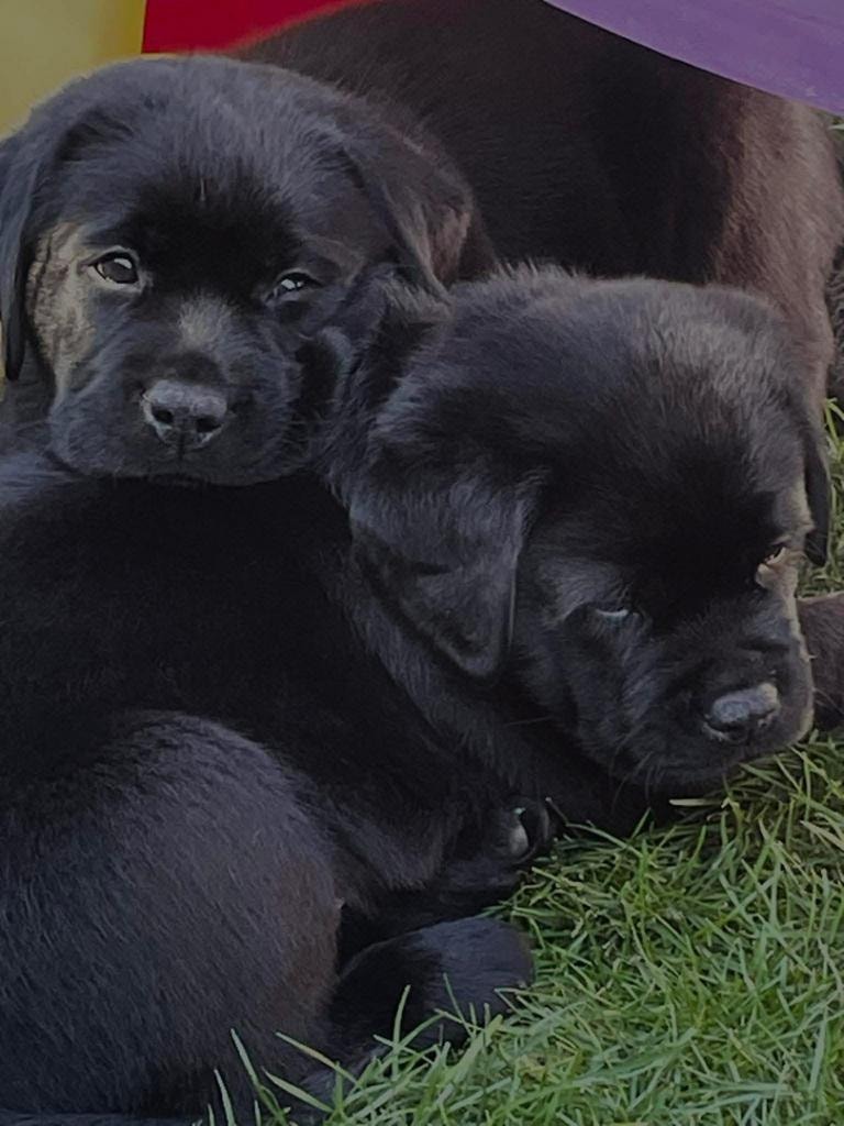 Black Lab puppies on grass