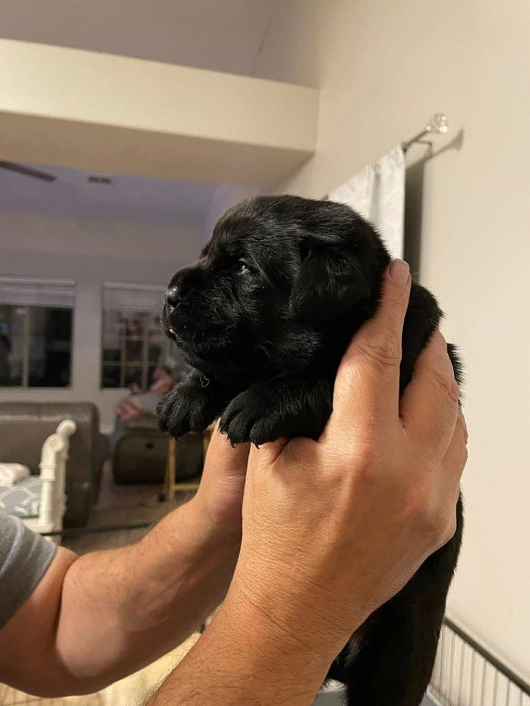 Black Lab newborn puppy being held