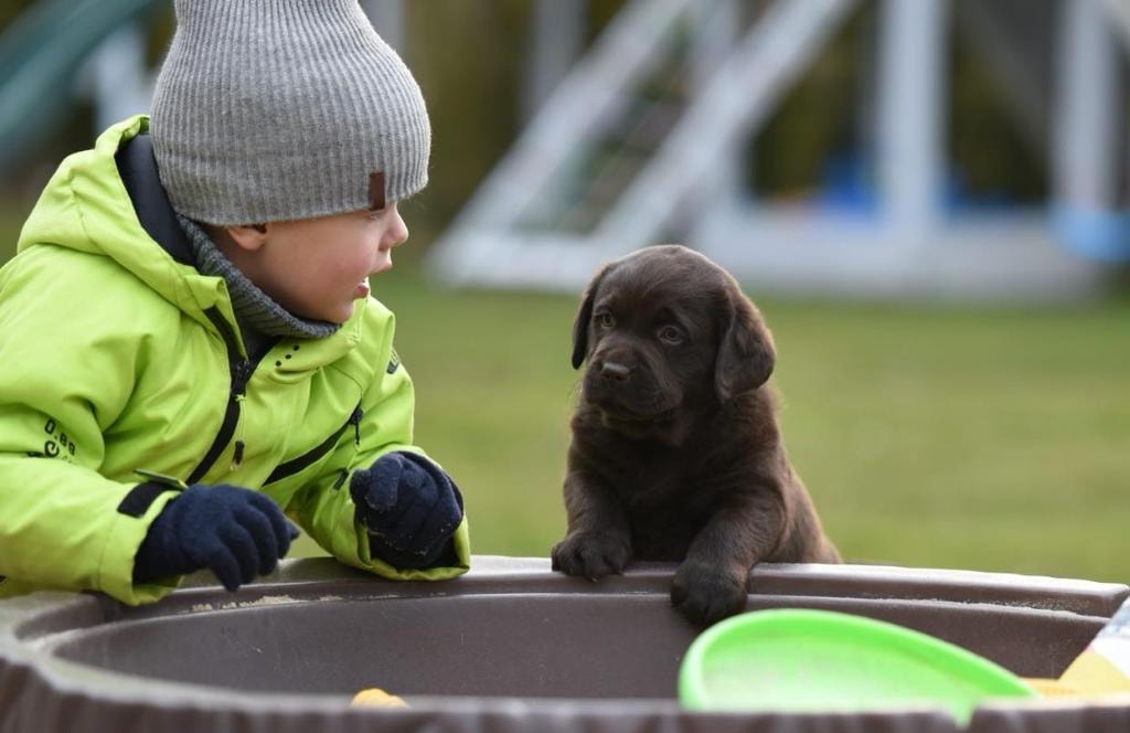 Child with chocolate Lab puppy
