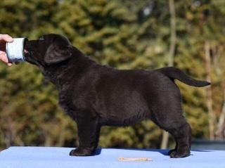 Chocolate Lab puppy show stack profile