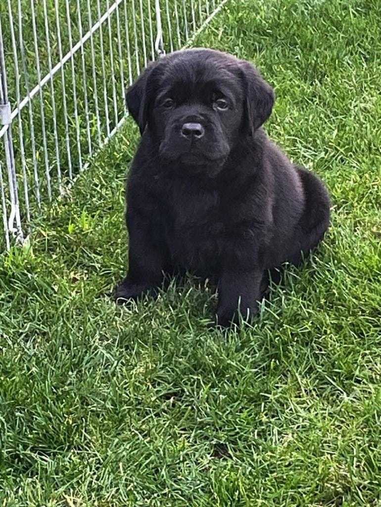 Black Lab puppy sitting on grass