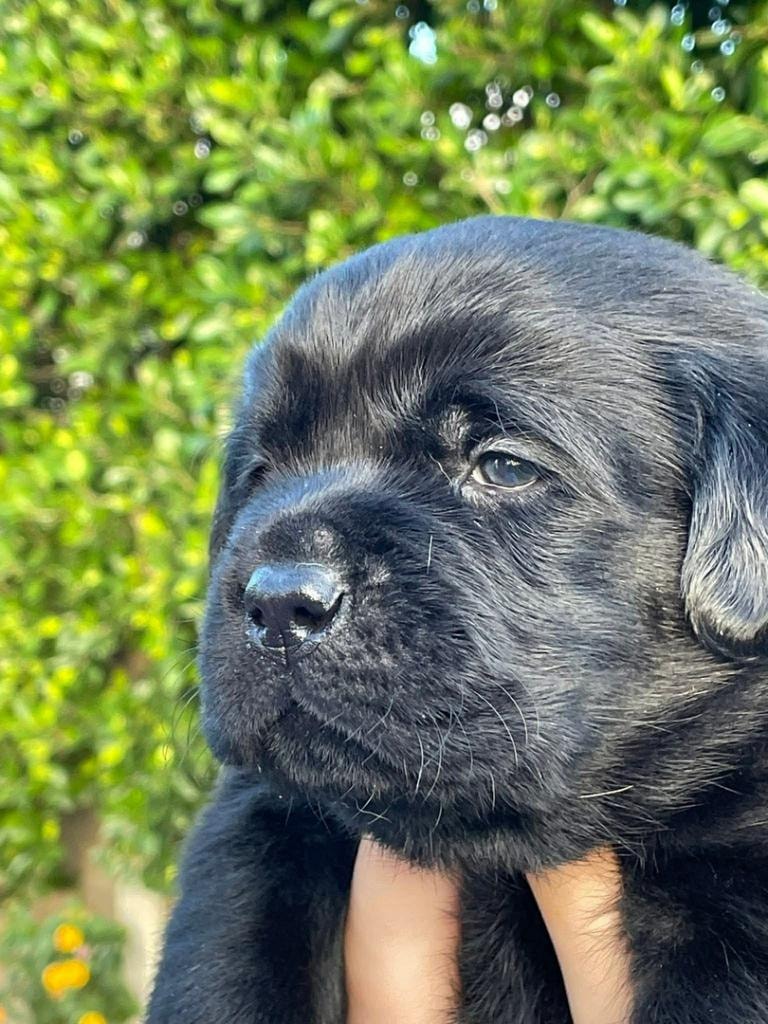 Black Lab puppy close-up portrait