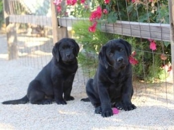 Two black Labrador Retriever puppies