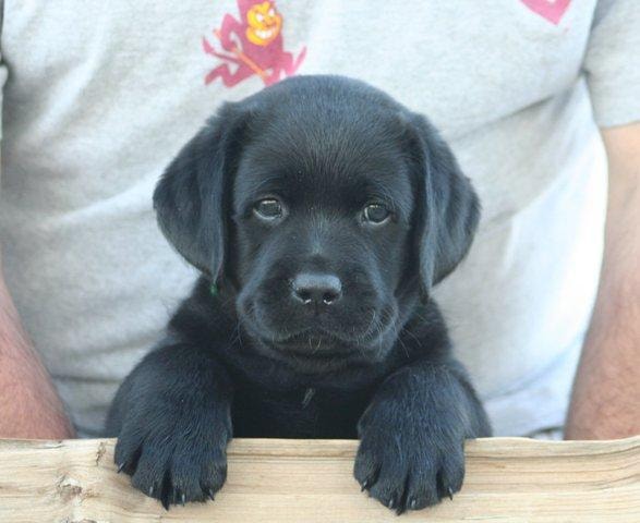 Black Labrador puppy in box