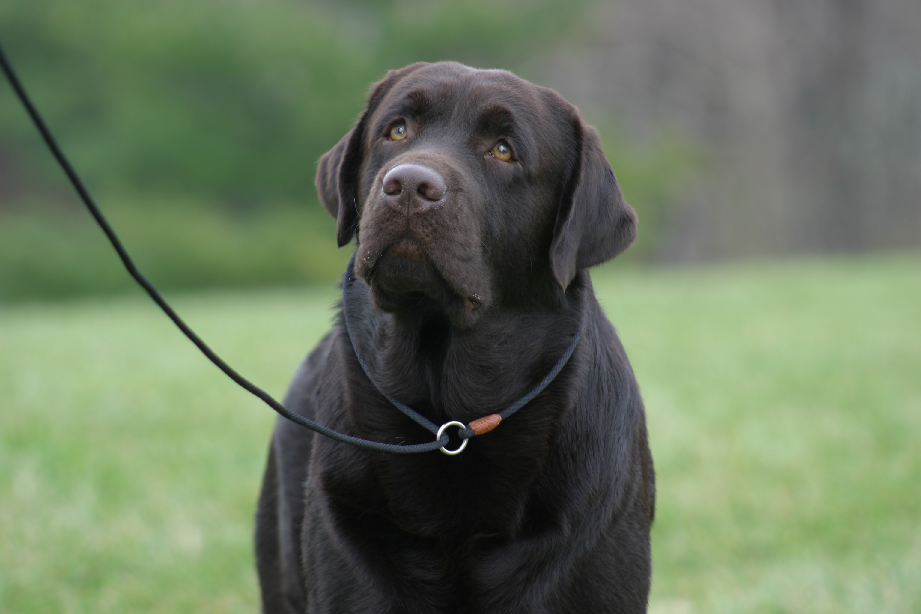 Chocolate Labrador Retriever on leash