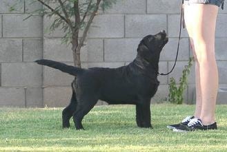 Fame on leash outdoors