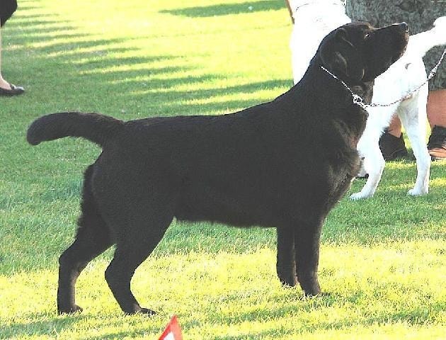 Fame standing on grass
