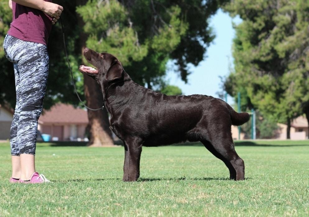 Hawke in show stance on grass