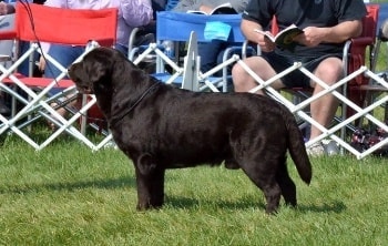 Jolly in show stance at competition