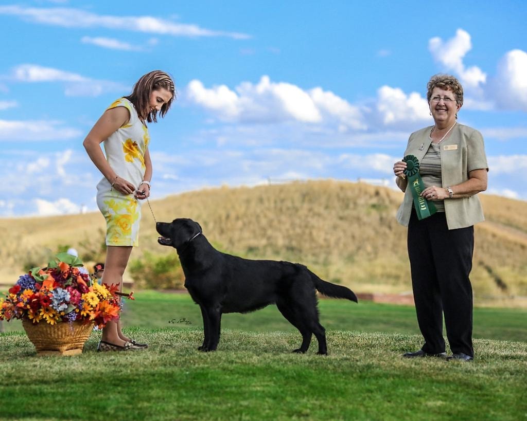Black Labrador winning green ribbon at dog show