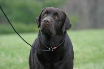 Chocolate Labrador portrait