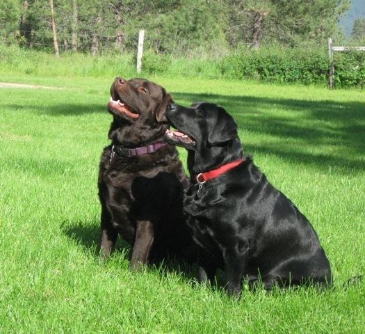 Chocolate and black Labradors on grass