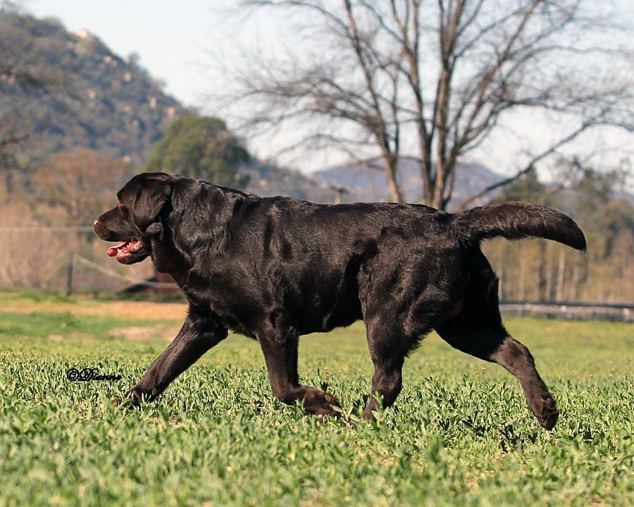 Black Labrador running in field
