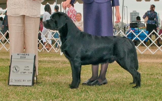 Black Labrador at dog show