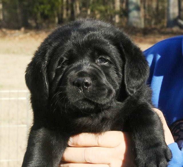 Black Labrador puppy